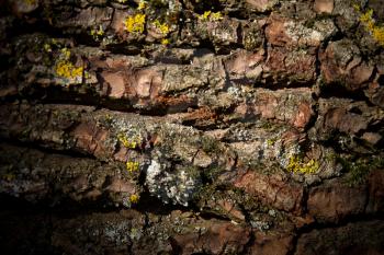 A bark texture close up
