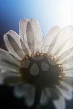 daisy in the morning light