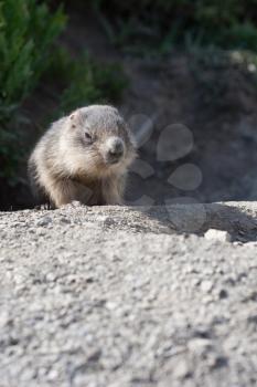 baby marmot close-up