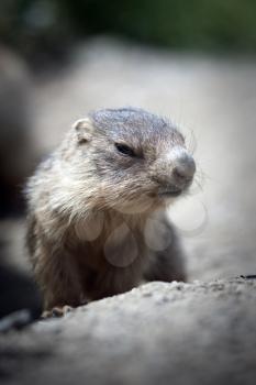 A cute baby marmot close-up in the french alps