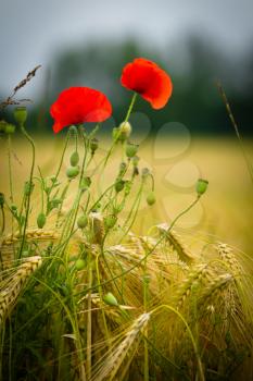 red poppy in a barley field