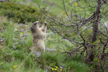 Alpine Marmot in the grass - Marmota Marmota
