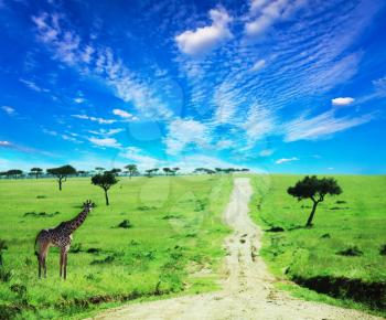 Royalty Free Photo of an African Landscape and a Giraffe