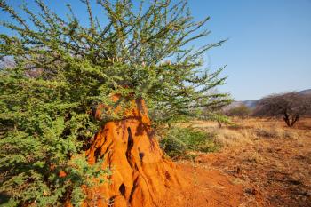 Royalty Free Photo of a Termite Hill