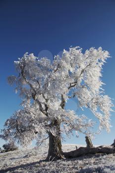 Royalty Free Photo of a Frozen Tree in a Field