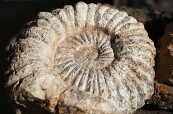 Royalty Free Photo of a Fossilized Ammonite