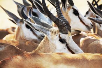 Royalty Free Photo of Sprinboks Antelope