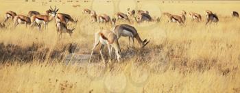 Royalty Free Photo of Antelope