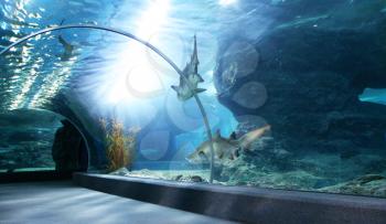 Royalty Free Photo of an Aquarium Tunnel