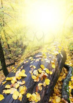 Royalty Free Photo of a Log in Autumn