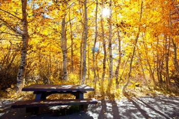 Royalty Free Photo of a Picnic Table in a Forest in Autumn