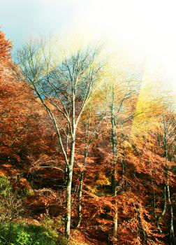 Royalty Free Photo of a Forest in Autumn