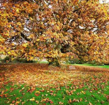 Royalty Free Photo of a Bench Under a Tree in Autumn