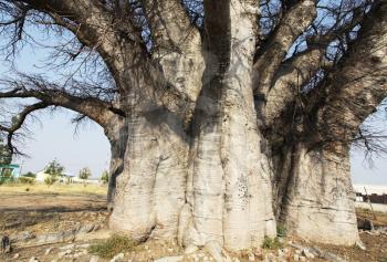 Royalty Free Photo of a Baobab Tree