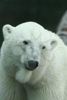 Royalty Free Photo of a Polar Bear 