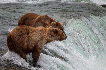 Royalty Free Photo of Two Grizzly Bears in Alaska