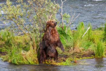Royalty Free Photo of a Grizzly Bear in Alaska