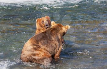 Royalty Free Photo of Two Grizzly Bears in Alaska