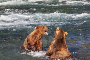 Royalty Free Photo of Two Bears in Alaska