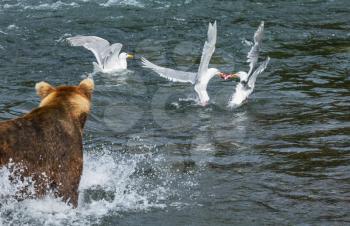 Royalty Free Photo of a Brown Bear Watching Seagulls in Alaska