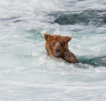 Royalty Free Photo of a Brown Bear in Alaska