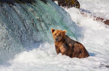 Royalty Free Photo of a Brown Bear in Alaska
