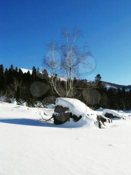 Royalty Free Photo of a Birch Tree and Stone in Winter