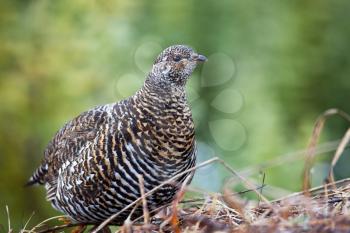Royalty Free Photo of Grouse