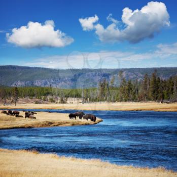 Royalty Free Photo of Bison in Yellowstone Park