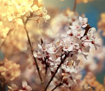 Royalty Free Photo of a Cherry Blossom