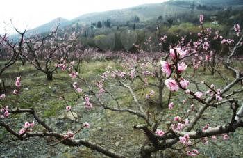 Royalty Free Photo of Cherry Blossom Trees