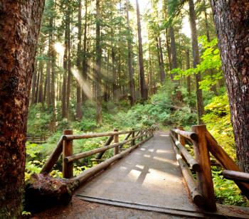 Royalty Free Photo of a Boardwalk in the Forest