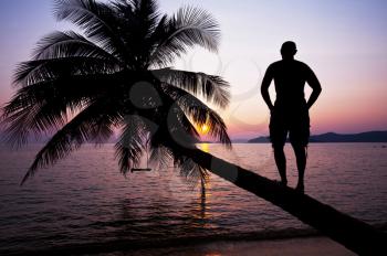 Royalty Free Photo of a Silhouette of a Man on a Palm Tree