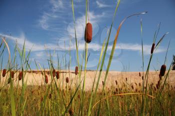 Royalty Free Photo of Cattails 