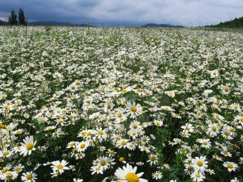 Royalty Free Photo of Camomile Flowers