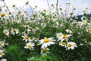 Royalty Free Photo of Camomile Flowers