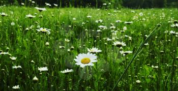 Royalty Free Photo of a Field of Camomile Flowers