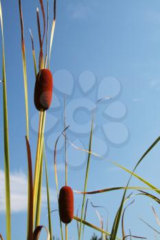Royalty Free Photo of Cattails