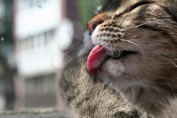 Royalty Free Photo of a Cat Licking