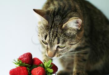 Royalty Free Photo of a Cat Looking at Strawberries