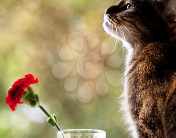 Royalty Free Photo of a Cat and a Carnation