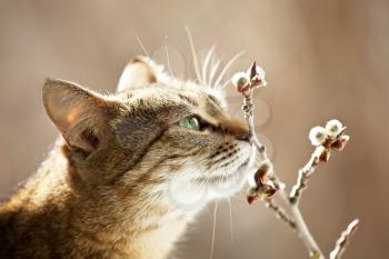 Royalty Free Photo of a Cat and Pussy Willow