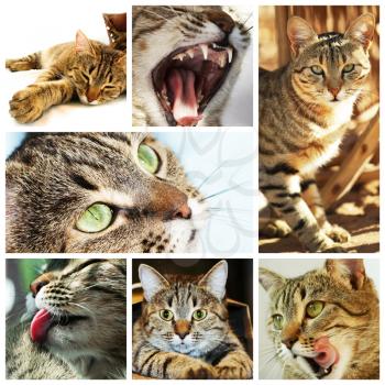 Royalty Free Photo of a Cat Collage