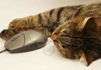 Royalty Free Photo of a Cat Sleeping Beside a Computer Mouse