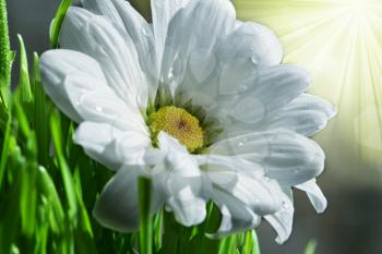 Royalty Free Photo of a Chamomile Flower