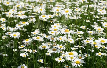 Royalty Free Photo of a Field of Chamomile