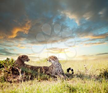 Royalty Free Photo of Cheetahs
