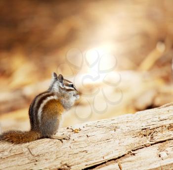 Royalty Free Photo of a Chipmunk