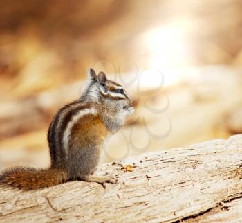 Royalty Free Photo of a Chipmunk