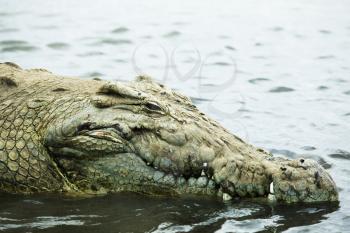 Royalty Free Photo of a Crocodile
